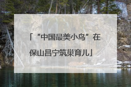 “中国最美小鸟”在保山昌宁筑巢育儿