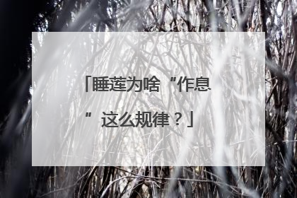 睡莲为啥“作息”这么规律？
