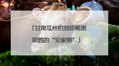 甘肃瓜州拍到珍稀黑颈鹤的“安家照”