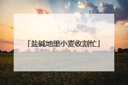 盐碱地里小麦收割忙