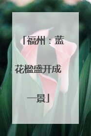 福州：蓝花楹盛开成一景