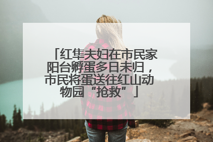 红隼夫妇在市民家阳台孵蛋多日未归，市民将蛋送往红山动物园“抢救”