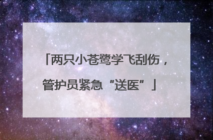 两只小苍鹭学飞刮伤，管护员紧急“送医”