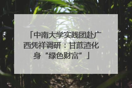 中南大学实践团赴广西凭祥调研：甘蔗渣化身“绿色财富”