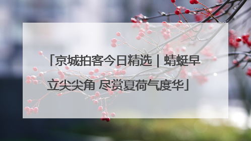 京城拍客今日精选｜蜻蜓早立尖尖角 尽赏夏荷气度华