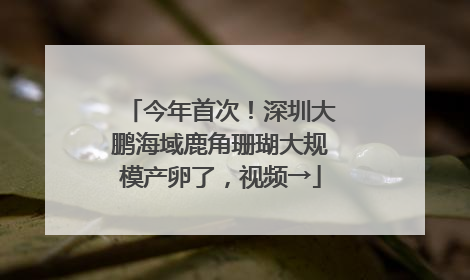 今年首次！深圳大鹏海域鹿角珊瑚大规模产卵了，视频→