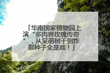 华南国家植物园上演“多肉界玫瑰传奇”，从呆萌树干到炸裂种子全是戏！