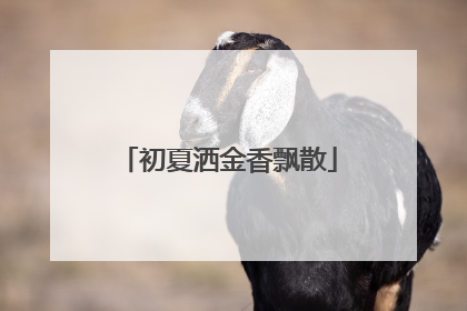 初夏洒金香飘散