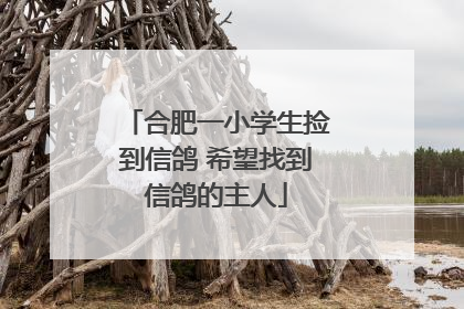 合肥一小学生捡到信鸽 希望找到信鸽的主人
