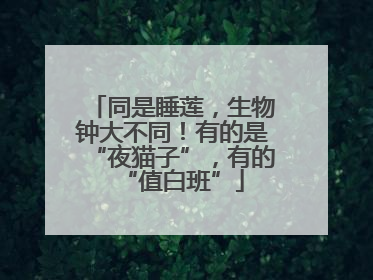同是睡莲，生物钟大不同！有的是“夜猫子”，有的“值白班”