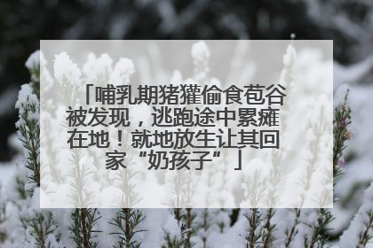 哺乳期猪獾偷食苞谷被发现，逃跑途中累瘫在地！就地放生让其回家“奶孩子”