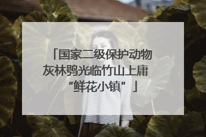 国家二级保护动物灰林鸮光临竹山上庸“鲜花小镇”