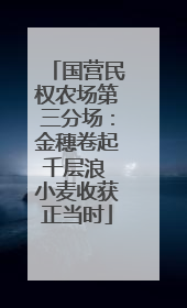国营民权农场第三分场：金穗卷起千层浪 小麦收获正当时