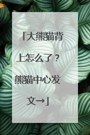 大熊猫背上怎么了？熊猫中心发文→