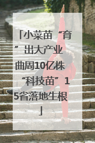小菜苗“育”出大产业 曲周10亿株“科技苗”15省落地生根