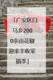 广安区白马乡2000余亩花椒迎来丰收采摘季