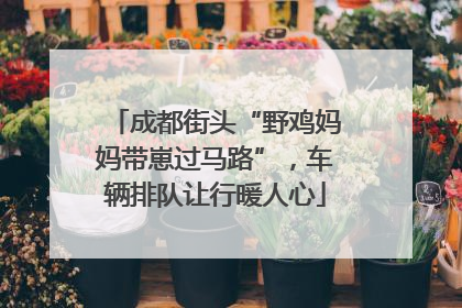 成都街头“野鸡妈妈带崽过马路”，车辆排队让行暖人心