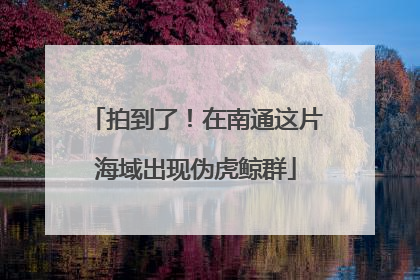 拍到了！在南通这片海域出现伪虎鲸群