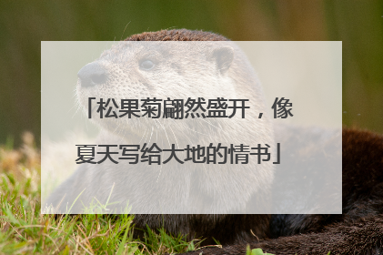 松果菊翩然盛开，像夏天写给大地的情书