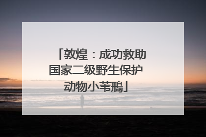 敦煌：成功救助国家二级野生保护动物小苇鳽