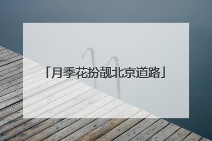 月季花扮靓北京道路