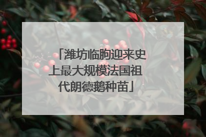 潍坊临朐迎来史上最大规模法国祖代朗德鹅种苗