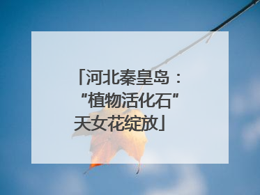 河北秦皇岛：“植物活化石”天女花绽放