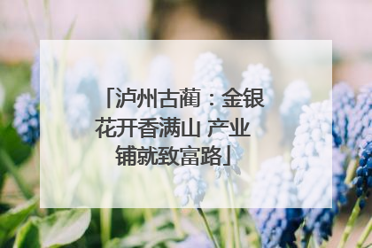泸州古蔺：金银花开香满山 产业铺就致富路