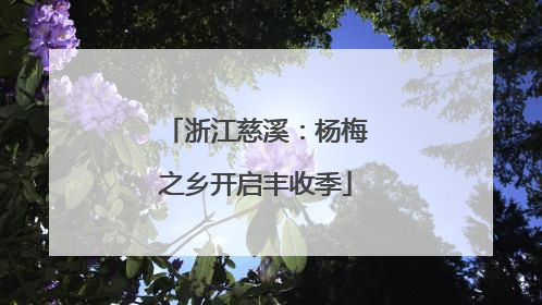浙江慈溪：杨梅之乡开启丰收季