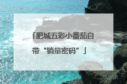 肥城五彩小番茄自带“销量密码”