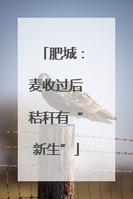 肥城：麦收过后秸秆有“新生”
