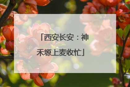 西安长安：神禾塬上麦收忙