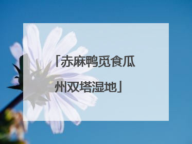 赤麻鸭觅食瓜州双塔湿地