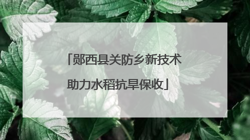 郧西县关防乡新技术助力水稻抗旱保收