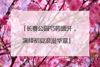 长春公园芍药盛开，演绎初夏浪漫华章
