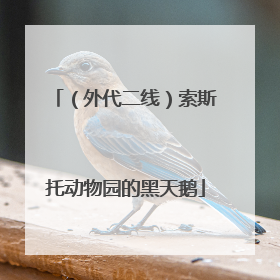 （外代二线）索斯托动物园的黑天鹅