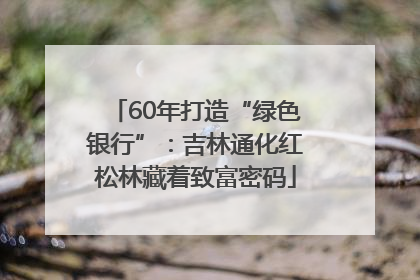 60年打造“绿色银行”：吉林通化红松林藏着致富密码